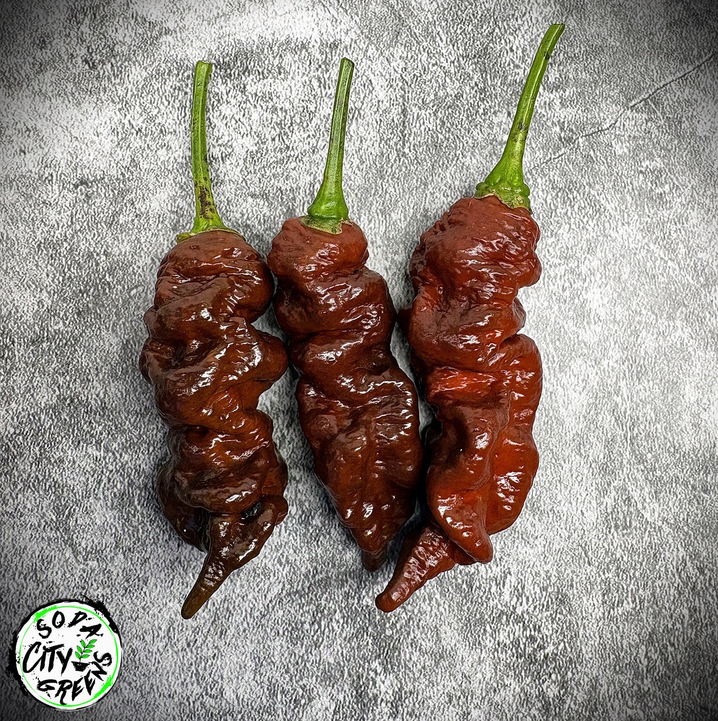 Chocolate Primotalii Pepper Seeds