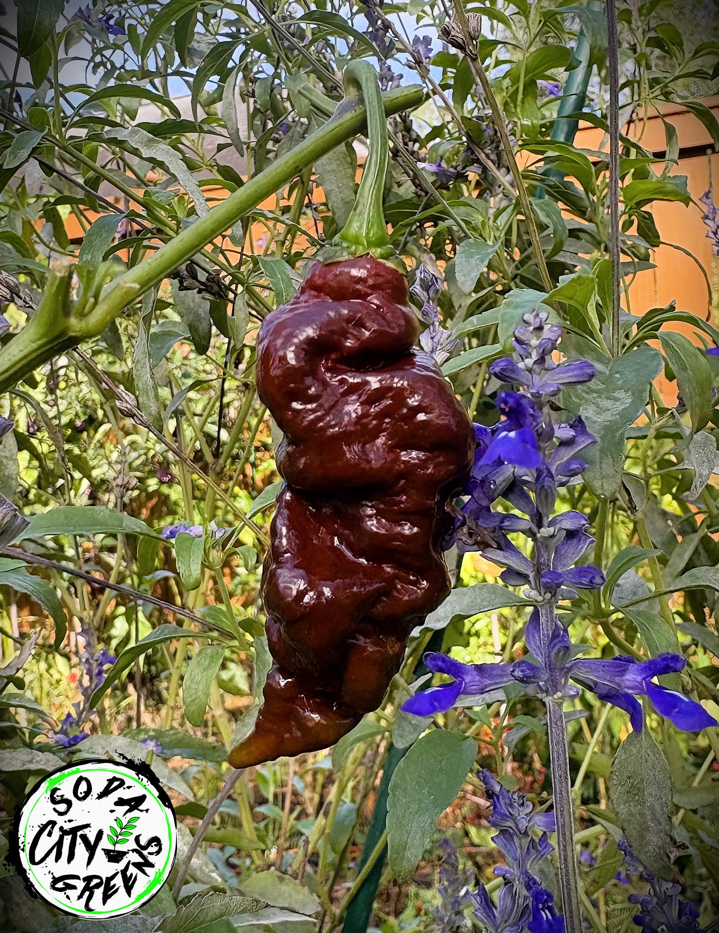 Chocolate Primotalii Pepper Seeds