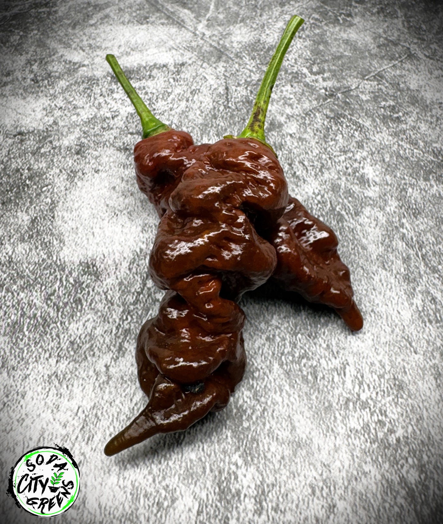 Chocolate Primotalii Pepper Seeds