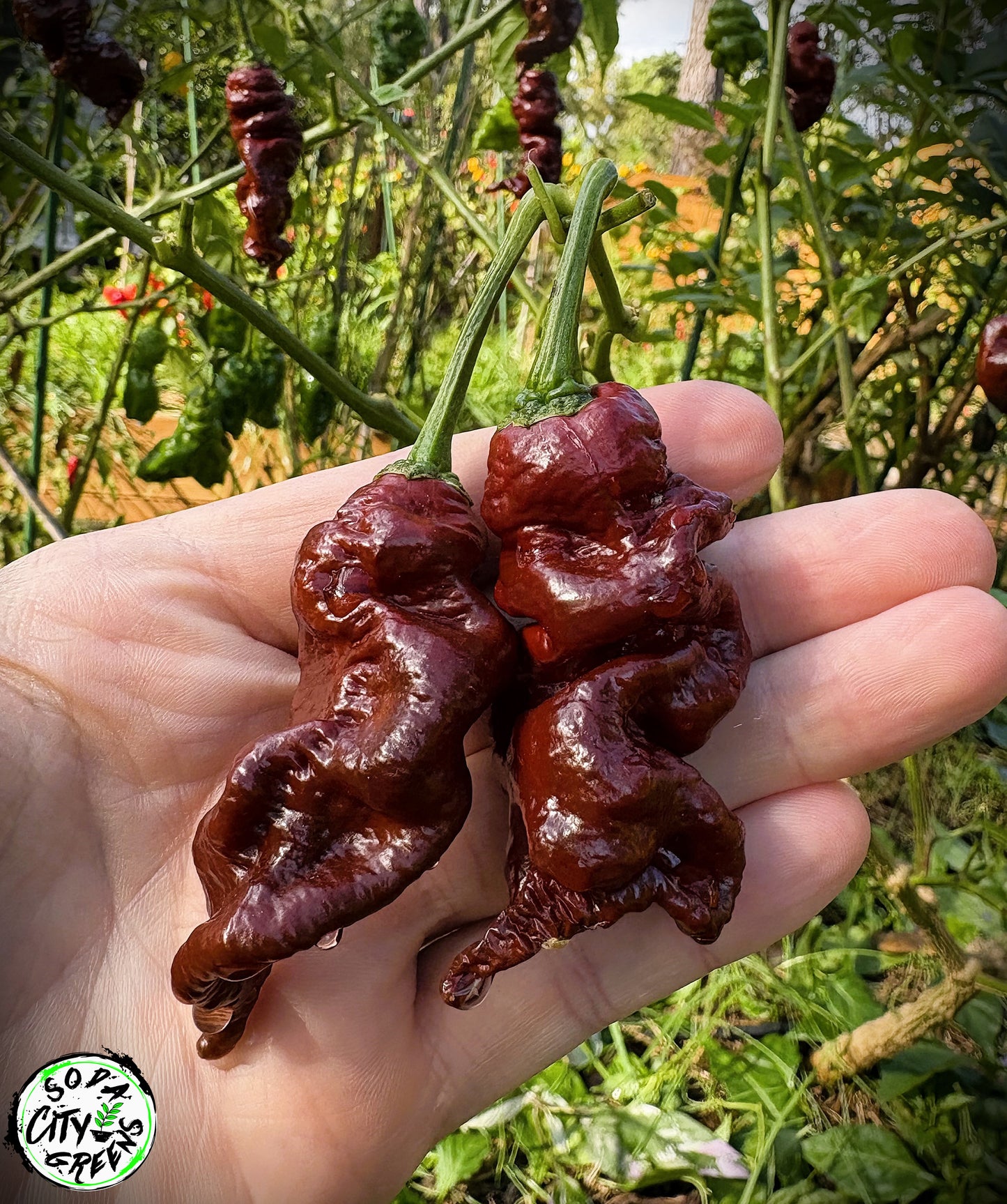 Chocolate Primotalii Pepper Seeds