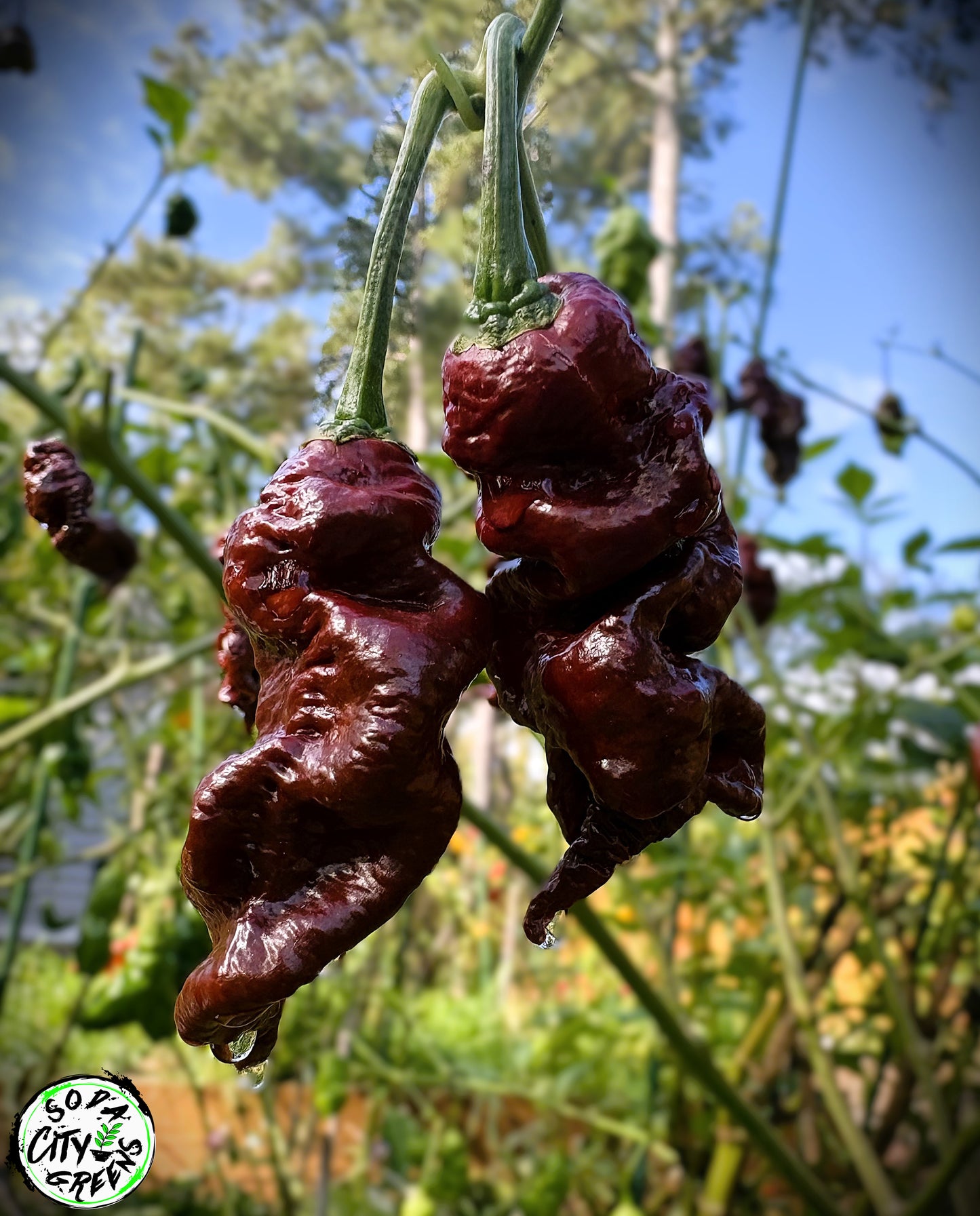 Chocolate Pepper Seed Variety Pack (You choose!)