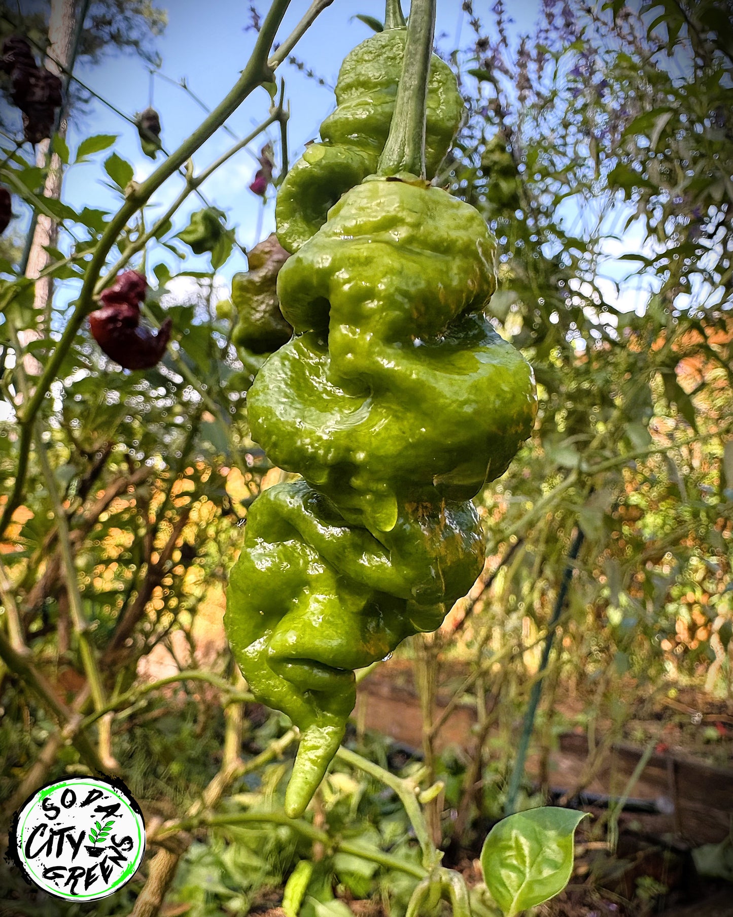 Chocolate Primotalii Pepper Seeds
