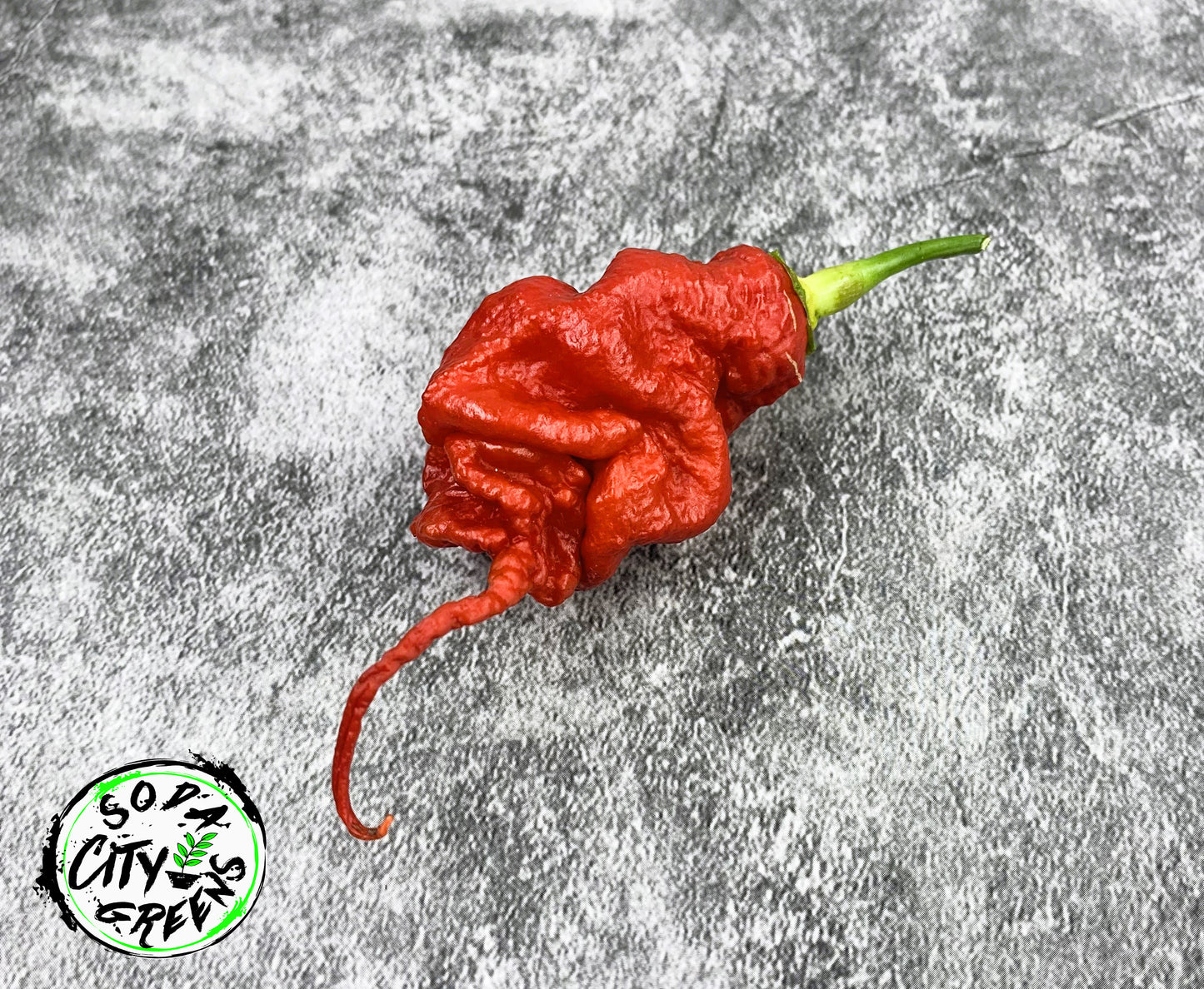 Red Primotalii Pepper Seeds
