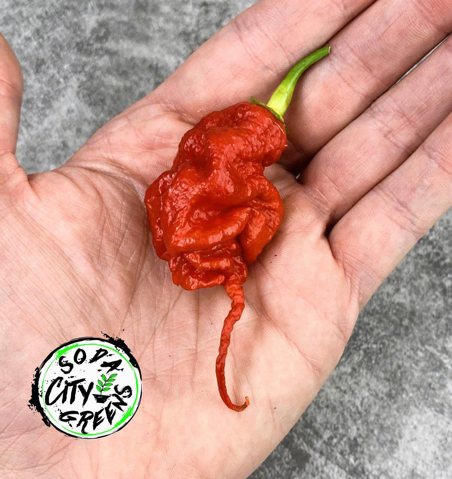 Red Primotalii Pepper Seeds