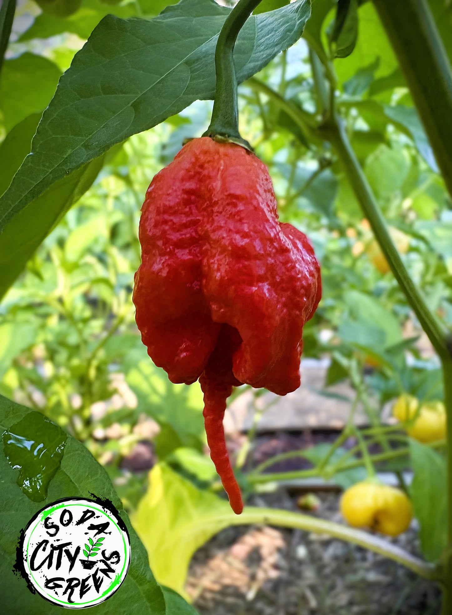 Red Primotalii Pepper Seeds