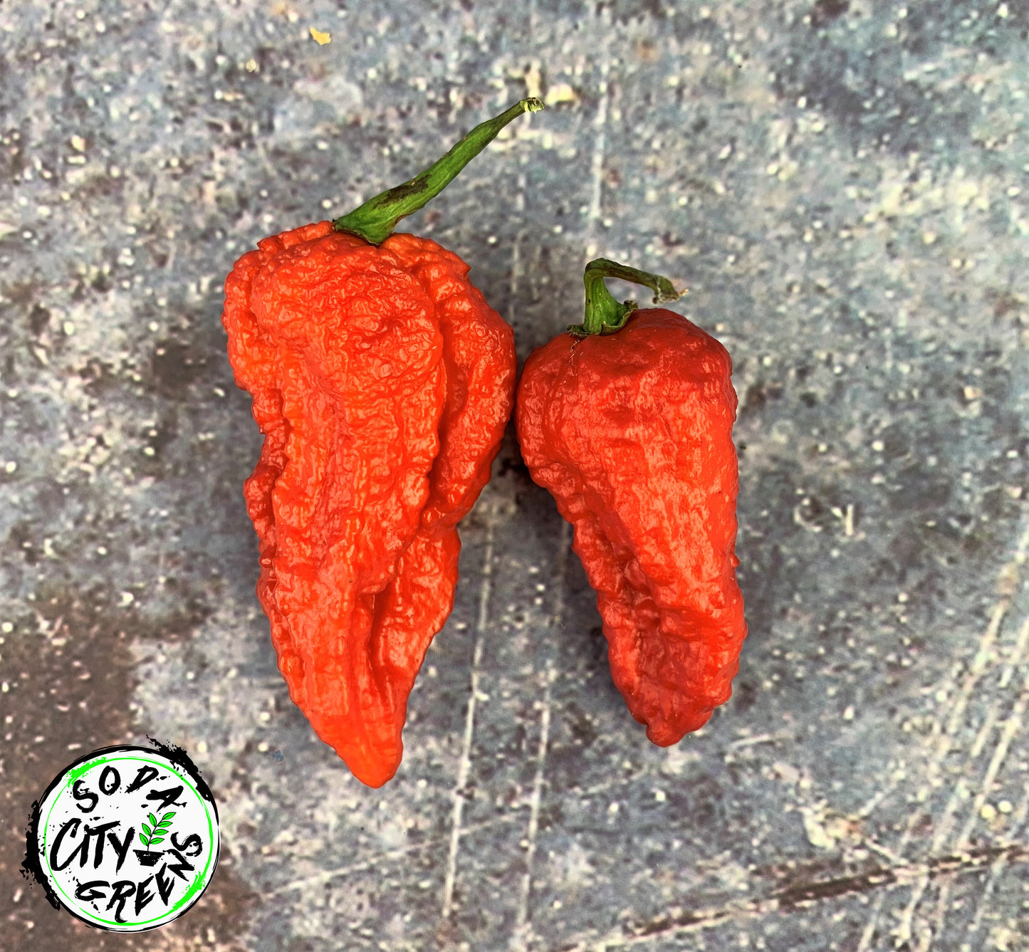 Purple Massacre Pepper Seeds