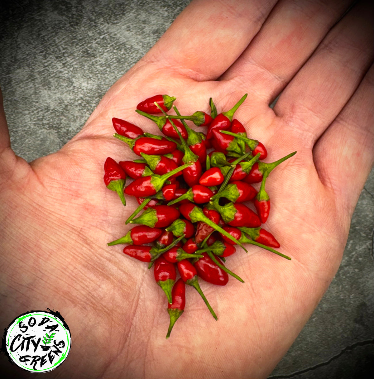Purple Princess Variegated Pepper Seeds