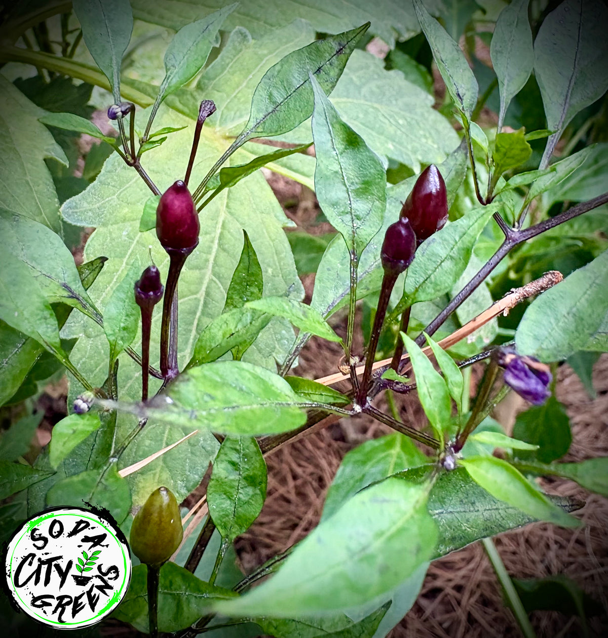 Purple Princess Variegated Pepper Seeds
