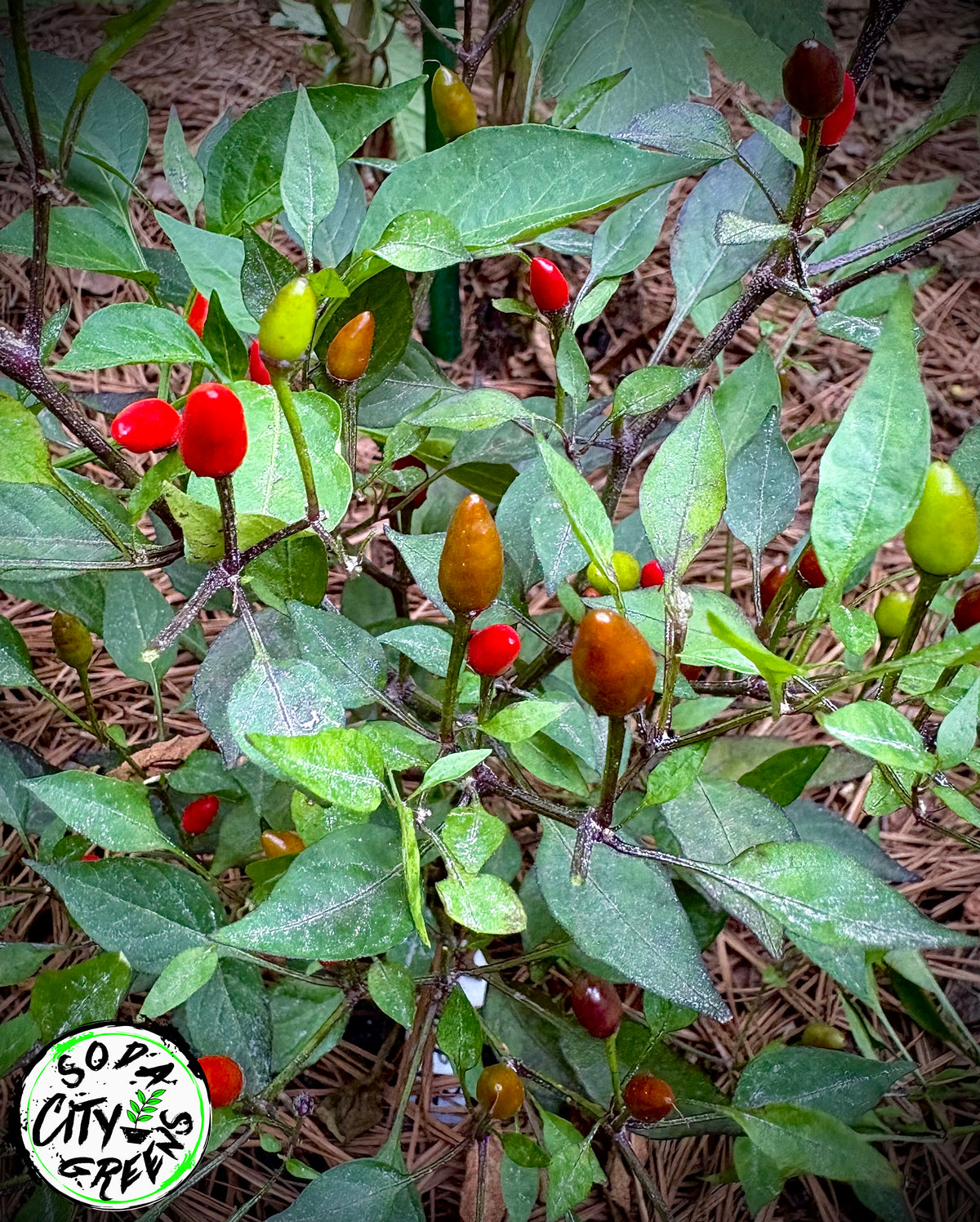 Purple Princess Variegated Pepper Seeds