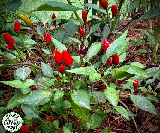 Purple Princess Pepper Live Plants