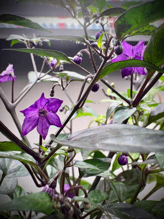 Purple Princess Pepper Live Plants