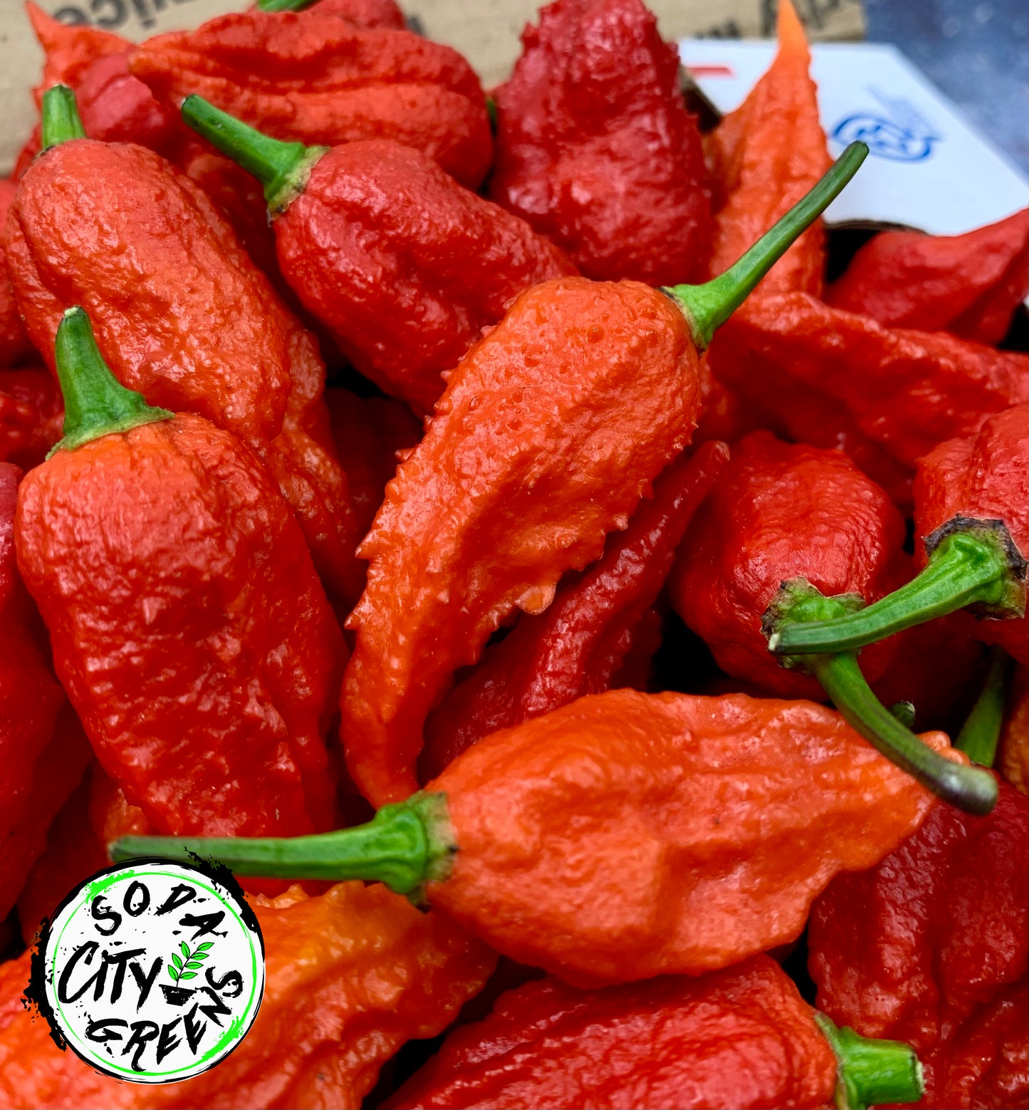 Purple Massacre Pepper Seeds
