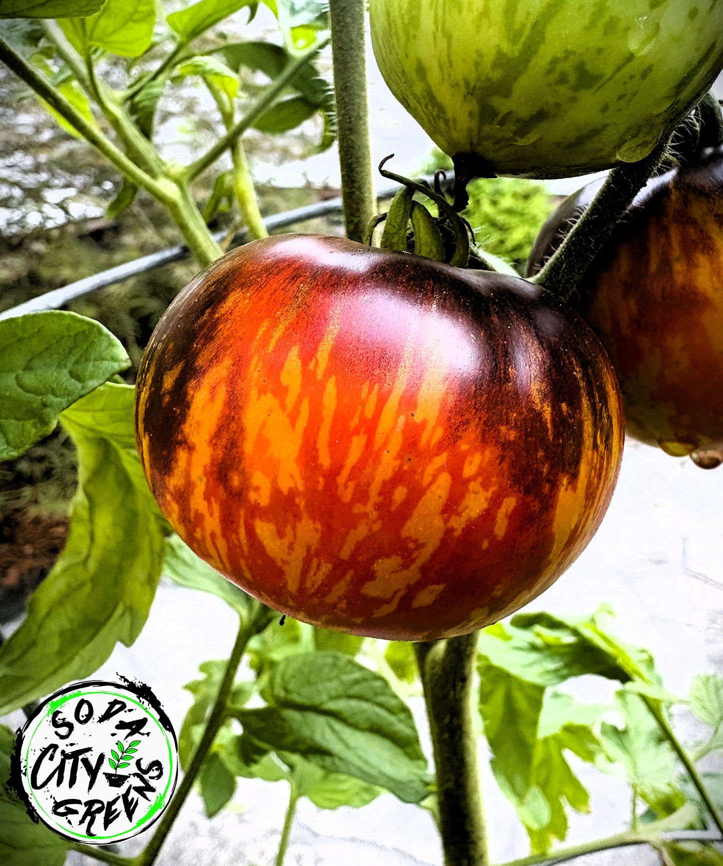 Queen of the Night Tomato Seeds