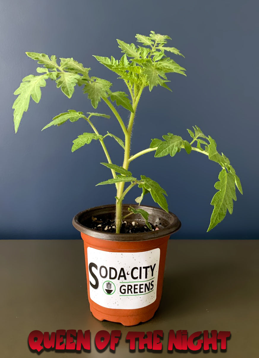 Queen of the Night Tomato Live Plants