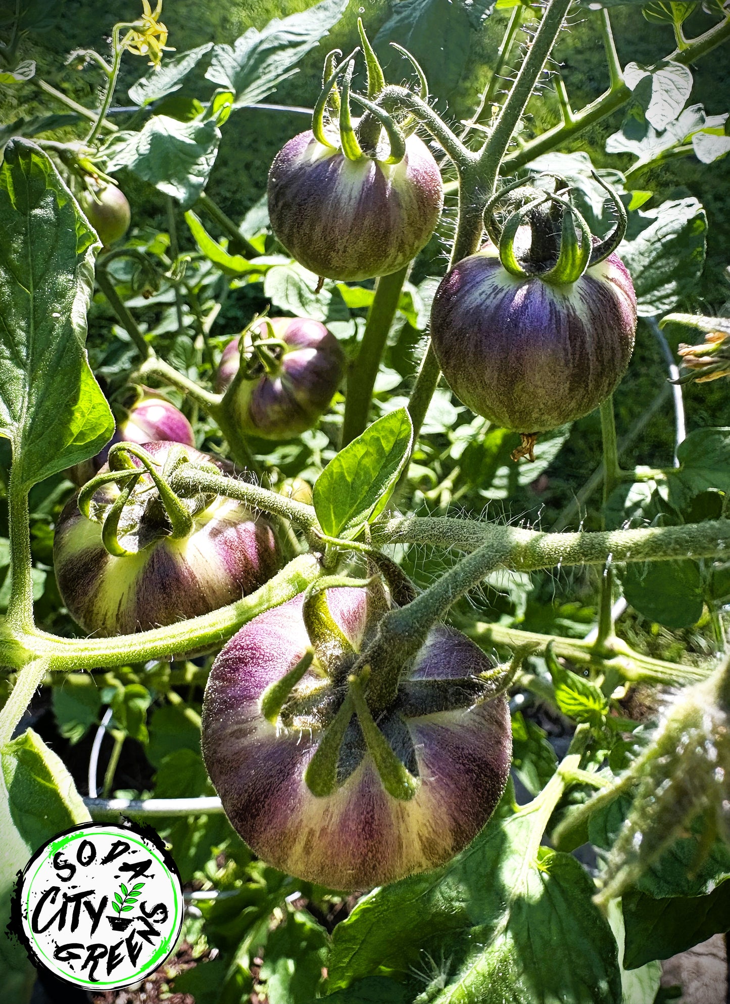 Queen of the Night Tomato Live Plants