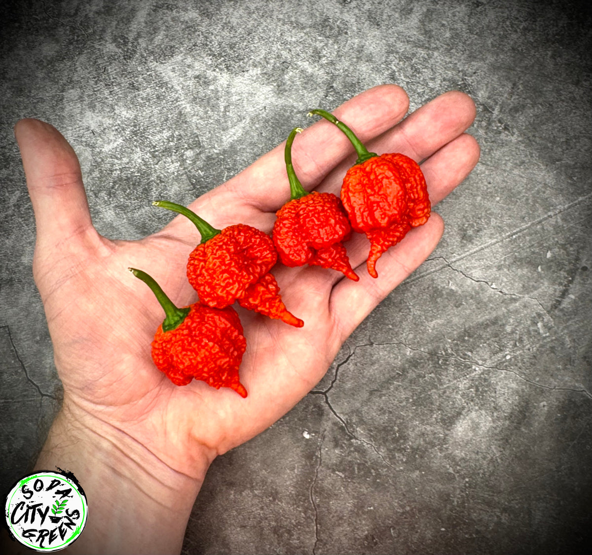 RB003 Pepper Seeds