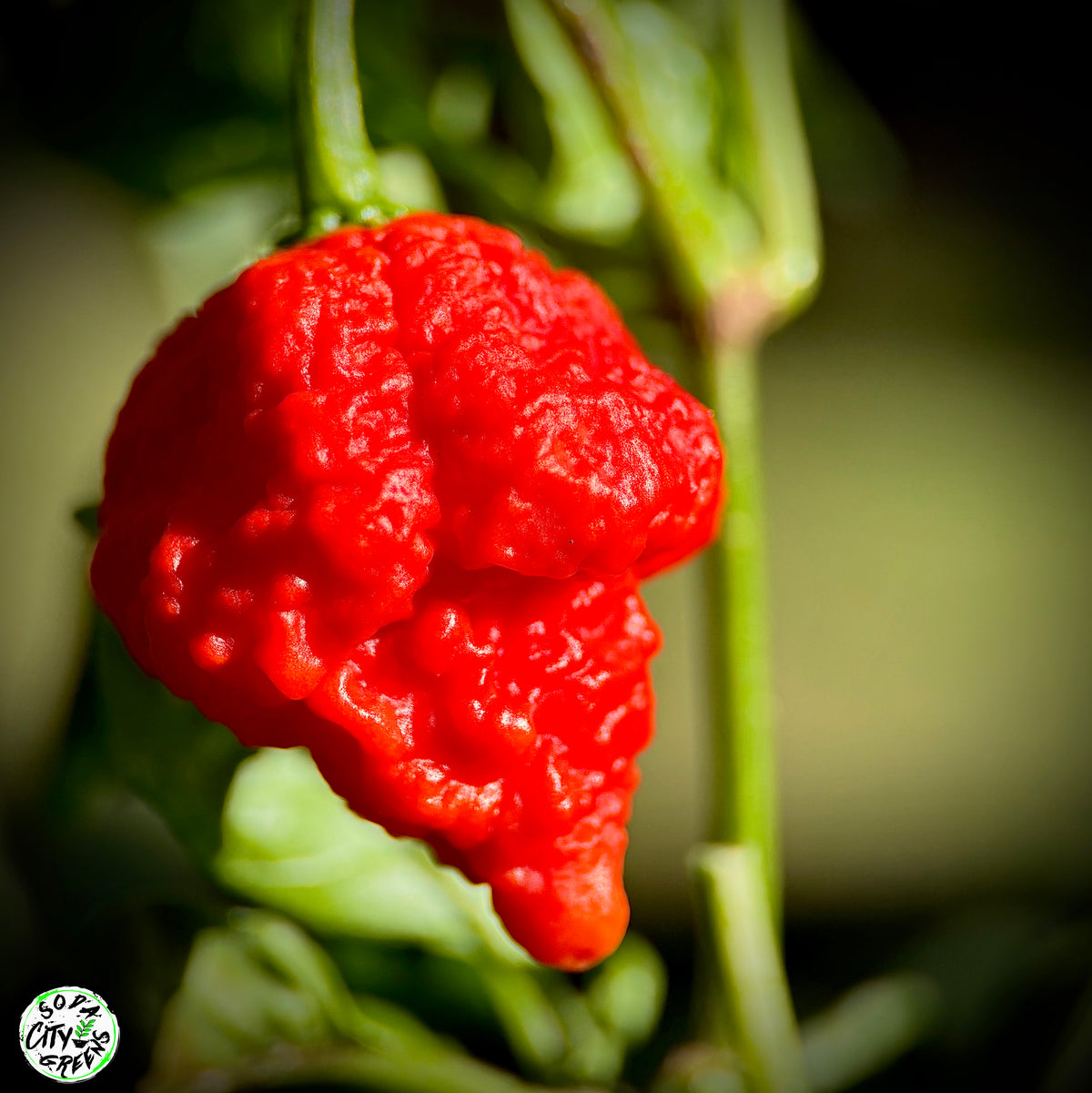 RB003 Pepper Seeds