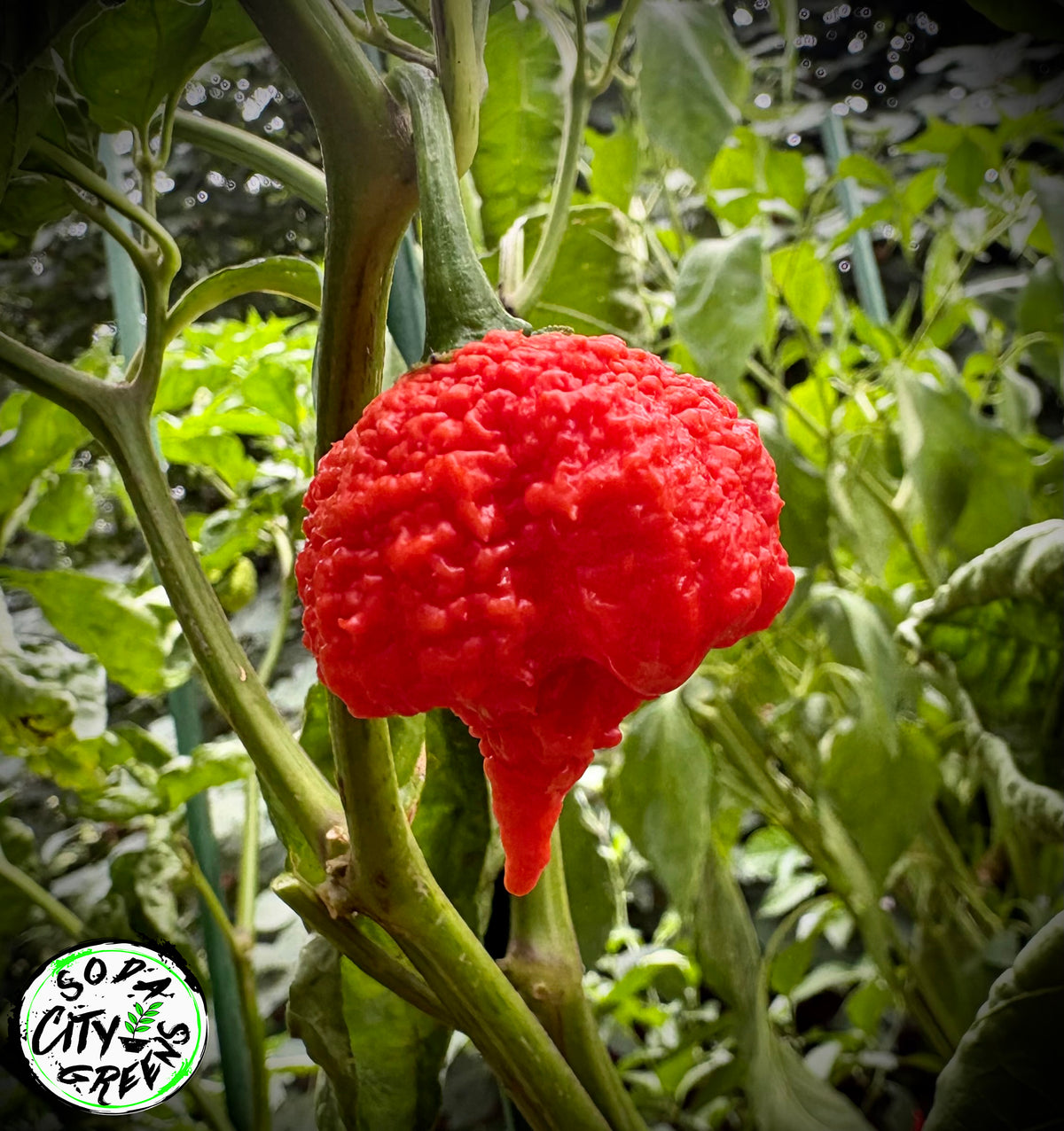 RB003 Pepper Seeds