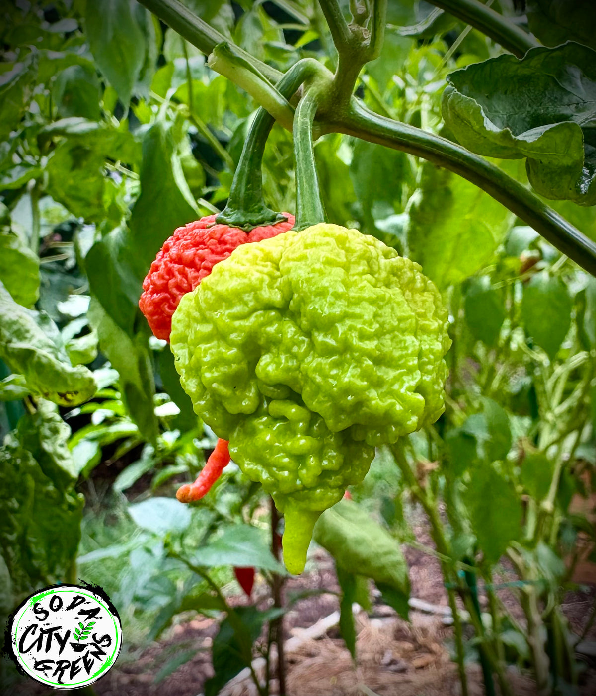 RB003 Pepper Seeds