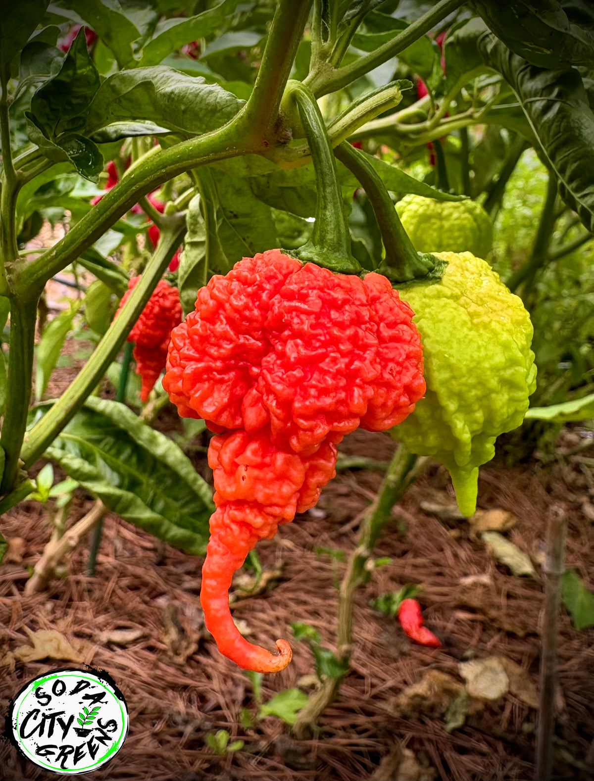 RB003 Pepper Seeds