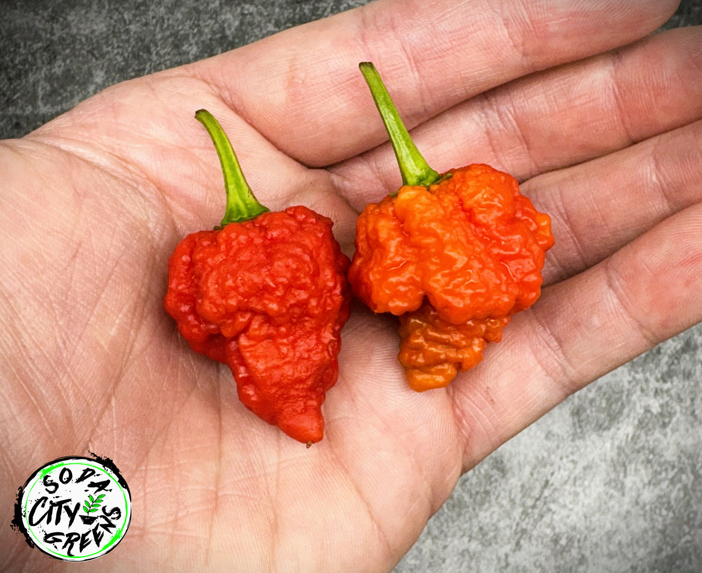 RB003 Pepper Seeds