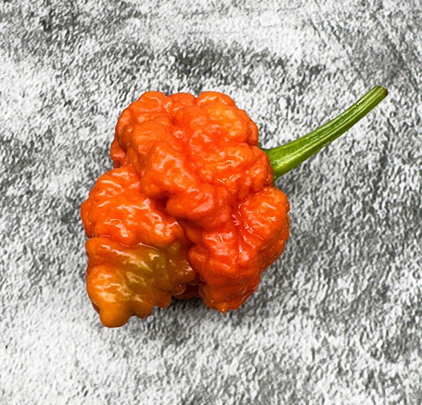 RB003 Pepper Live Plants
