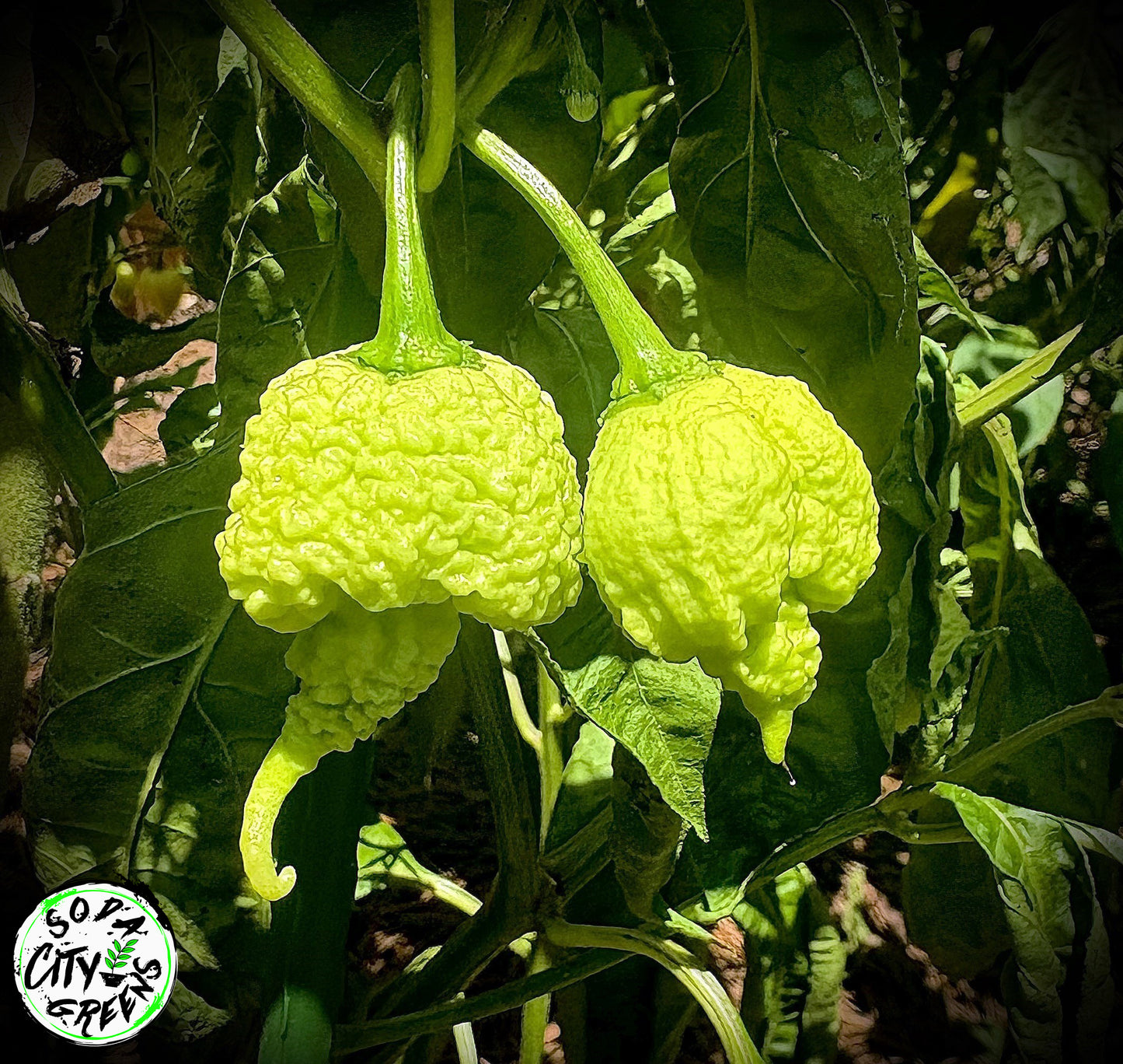 RB003 Pepper Seeds