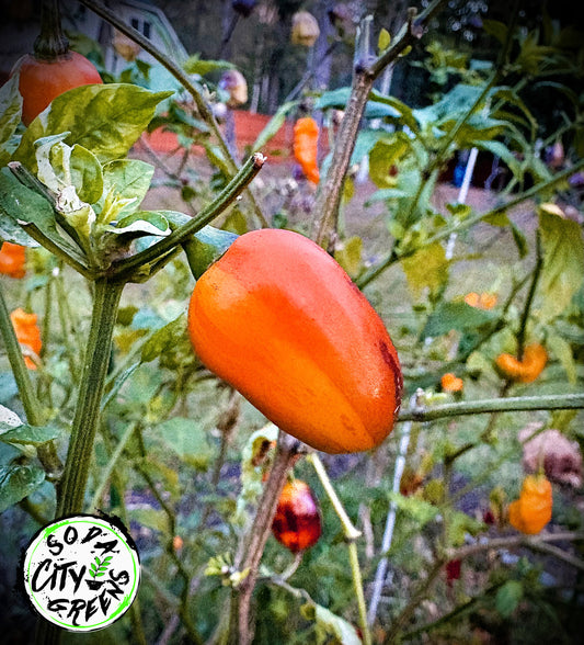RH Lilac Variegated Pepper Seeds