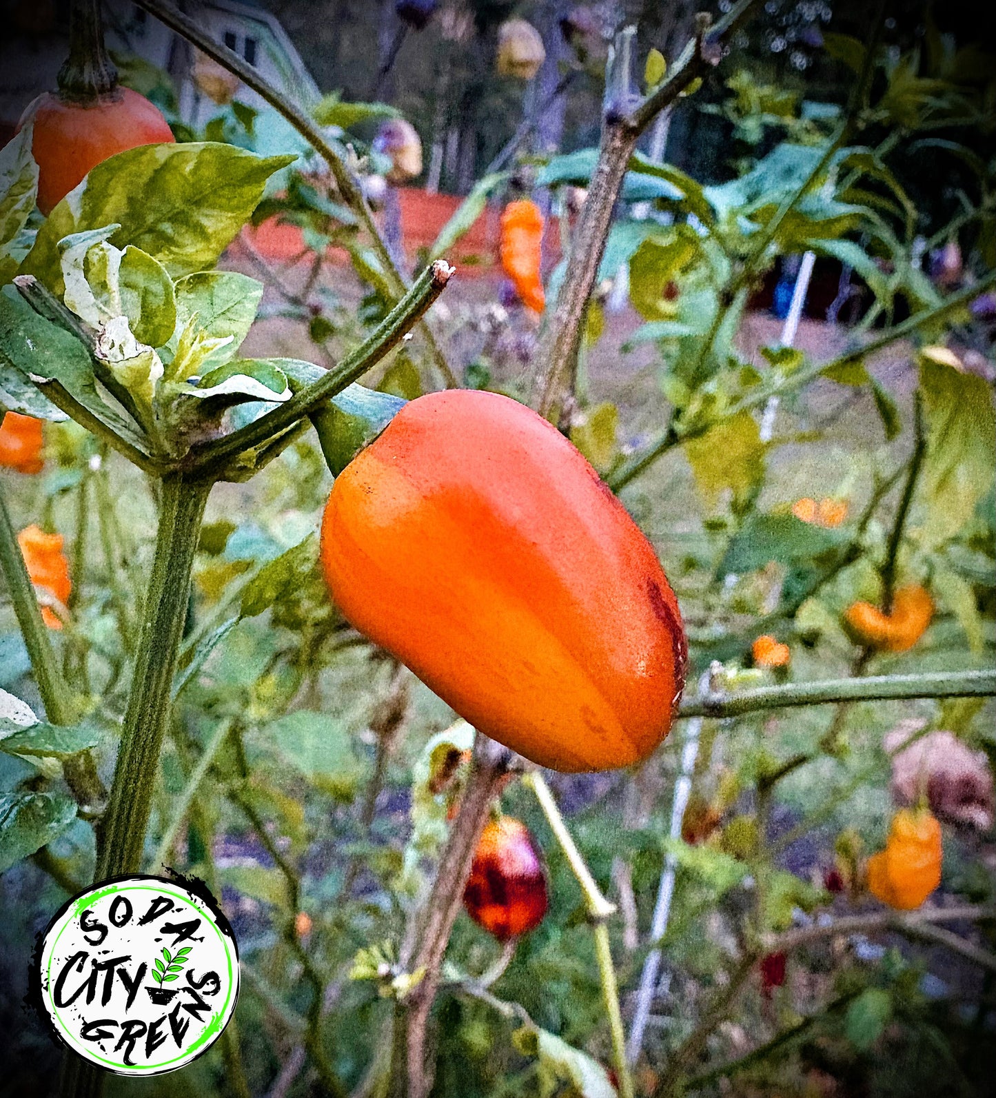 Sweet Heat Pepper Seed Variety Pack (You choose!)