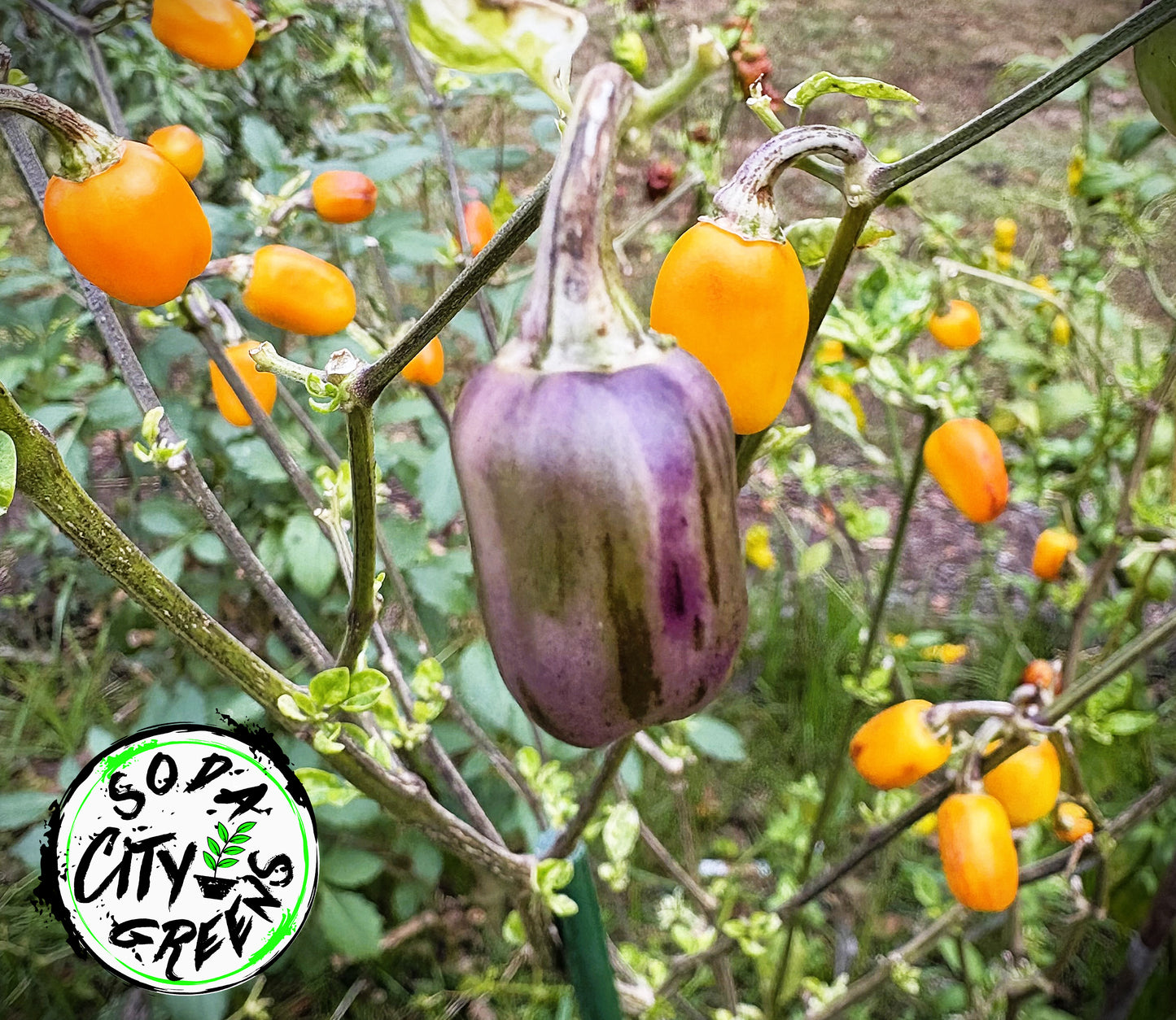 RH Lilac Variegated Pepper Seeds