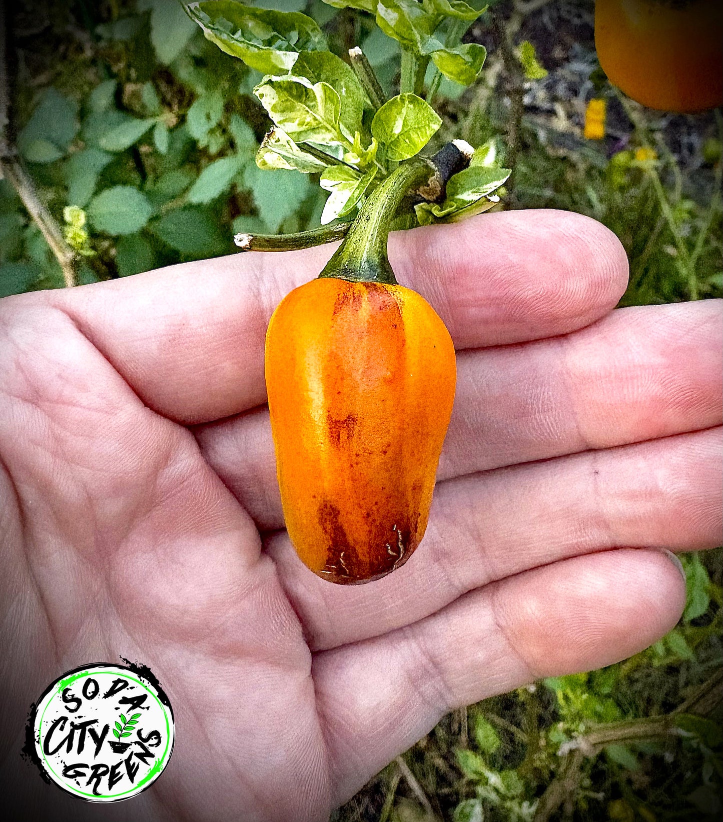 RH Lilac Variegated Pepper Seeds