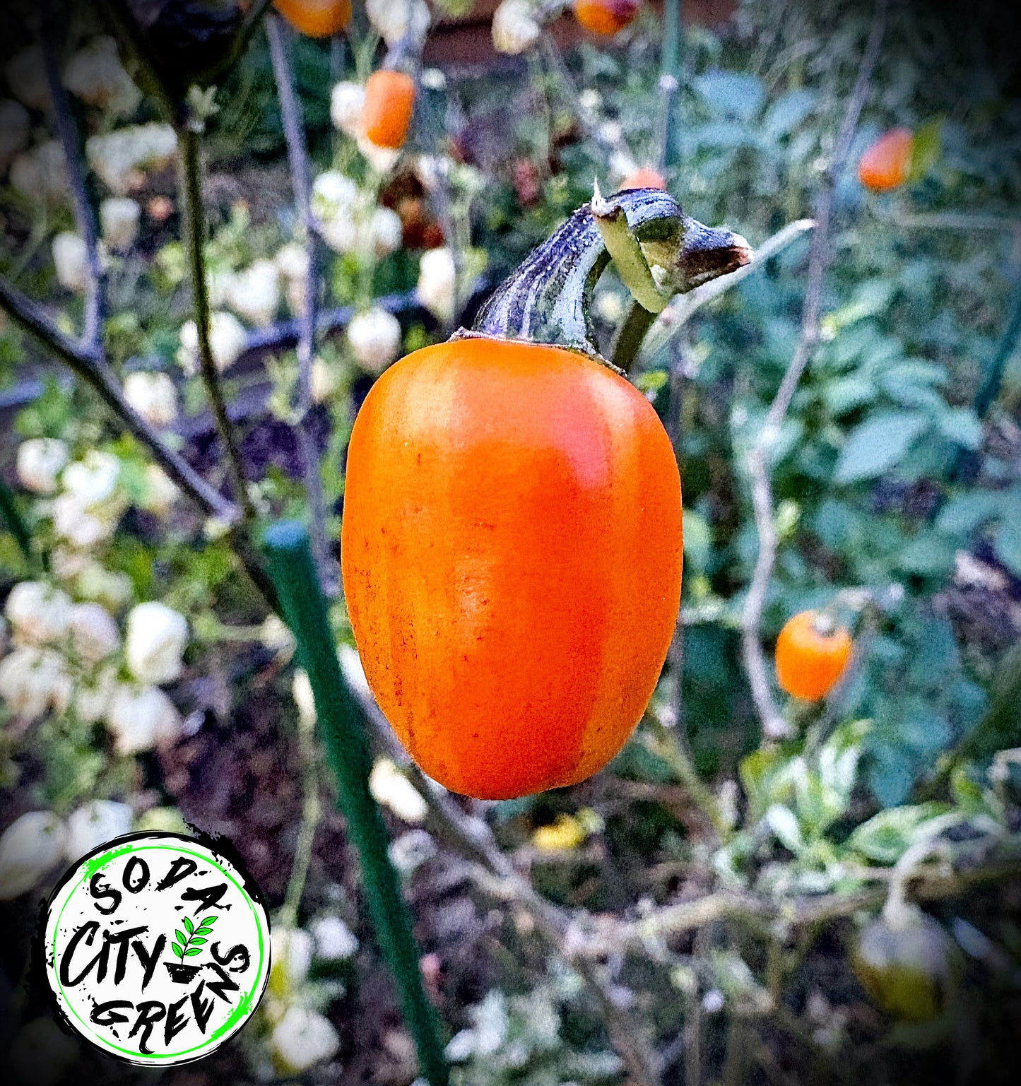 RH Lilac Variegated Pepper Seeds