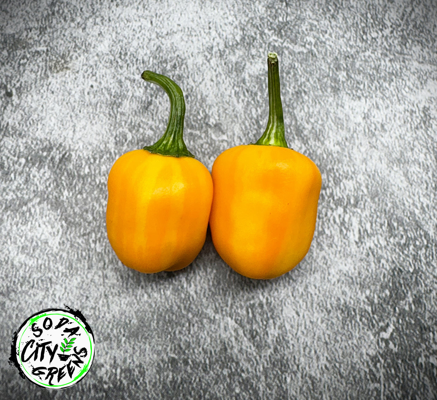 RH Lilac Variegated Pepper Seeds
