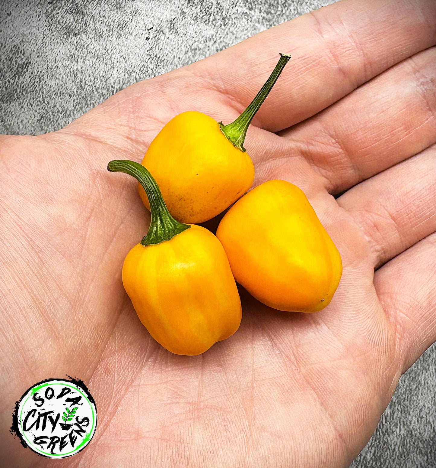 RH Lilac Variegated Pepper Seeds