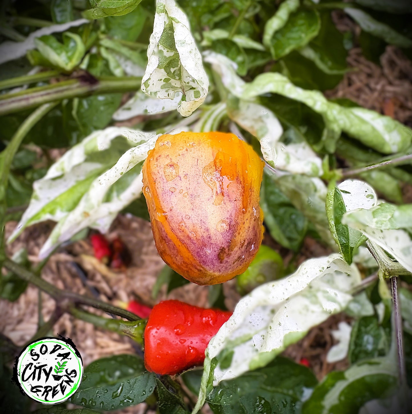 Variegated Pepper Seed Variety Pack (You choose!)