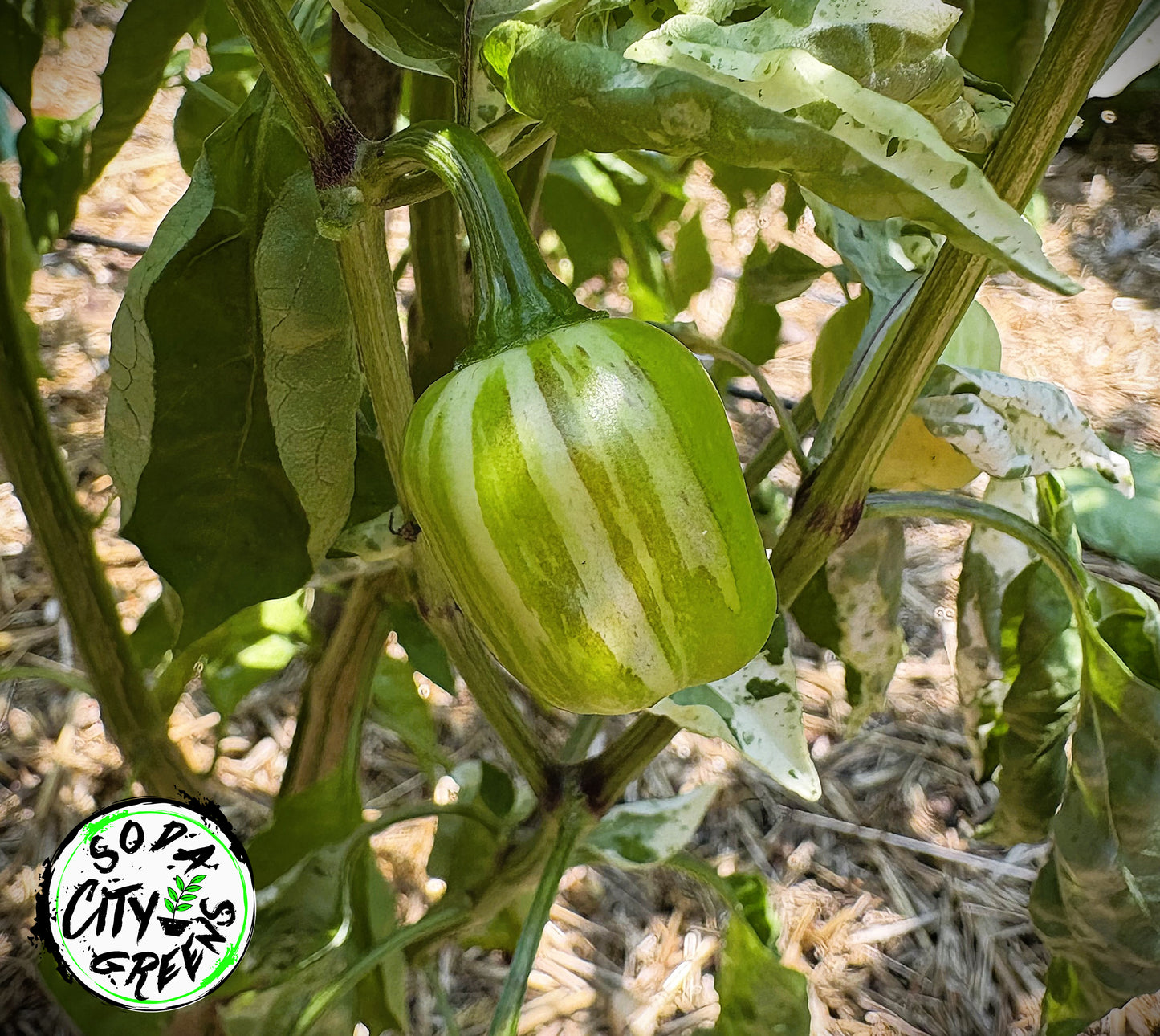 RH Lilac Variegated Pepper Seeds