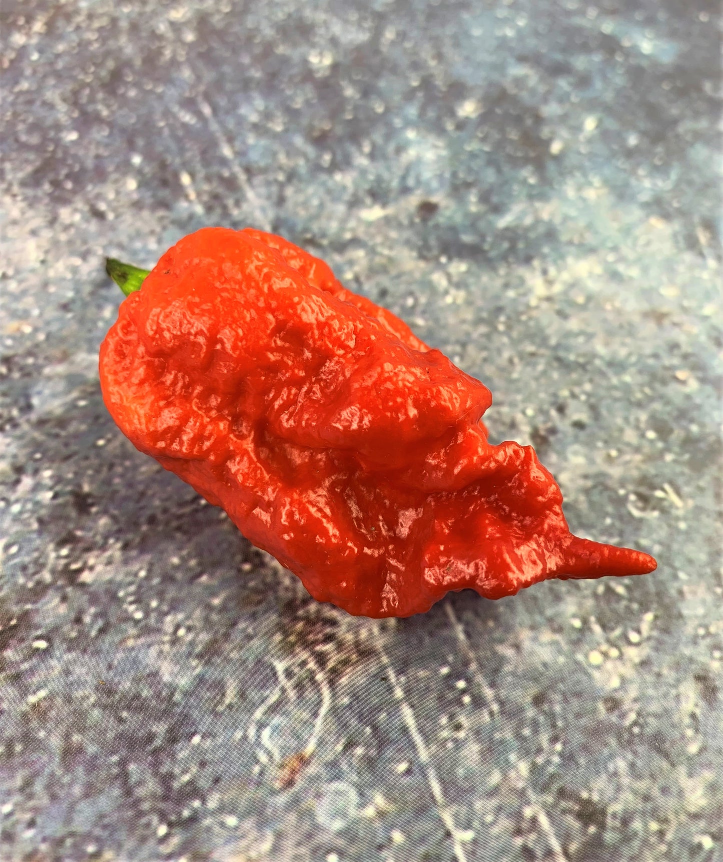 Reapion Pepper Seeds