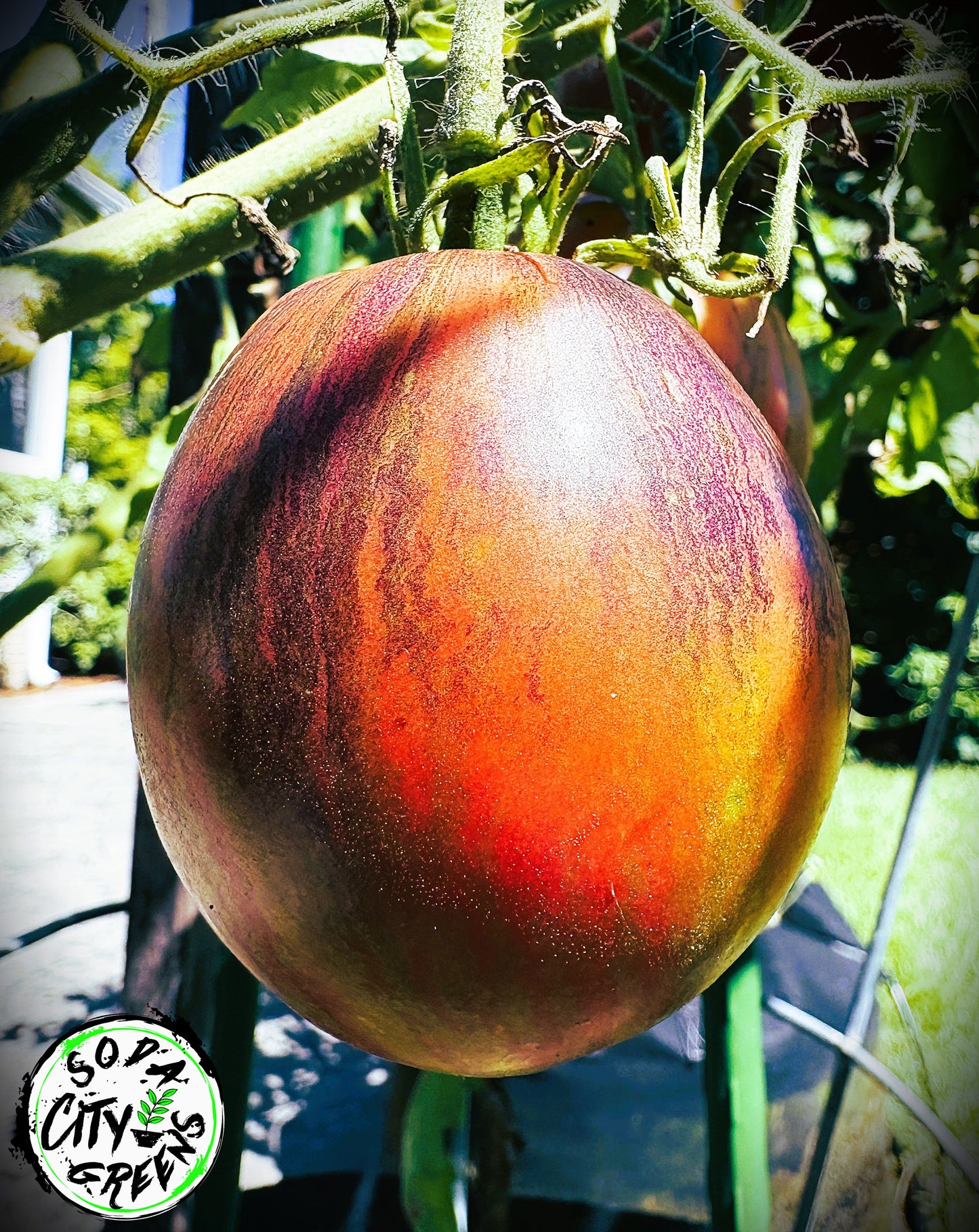 Rebel Starfighter Prime Tomato Seeds