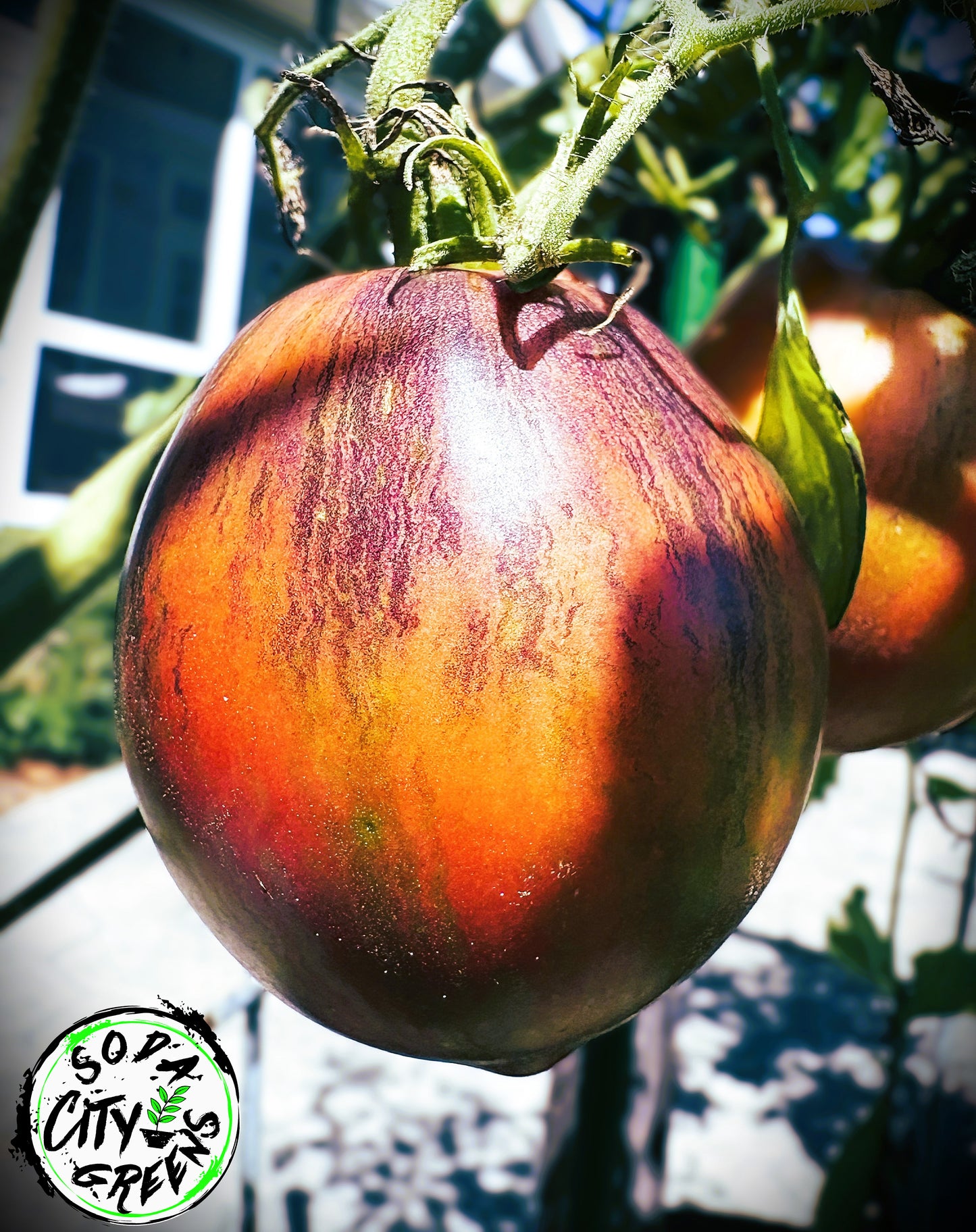 Rebel Starfighter Prime Tomato Live Plants