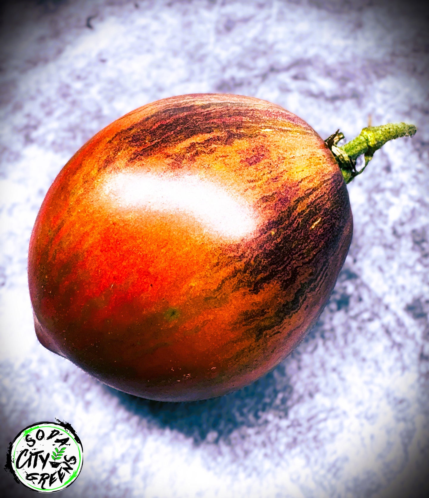 Rebel Starfighter Prime Tomato Live Plants