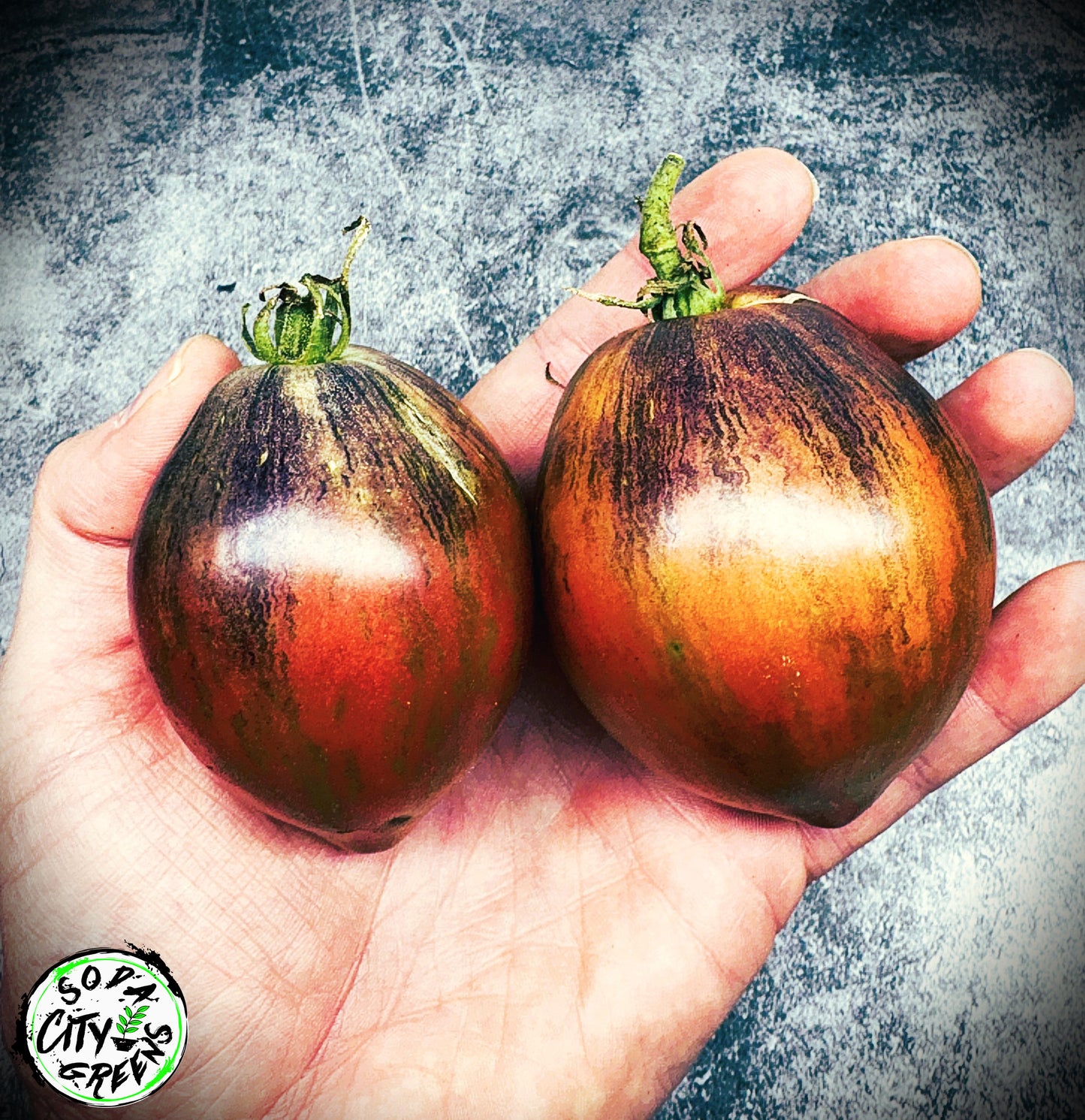 Rebel Starfighter Prime Tomato Live Plants