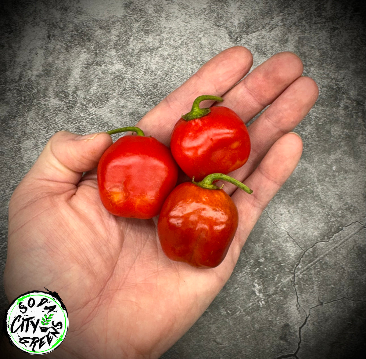 Rocoto Pepper Seeds