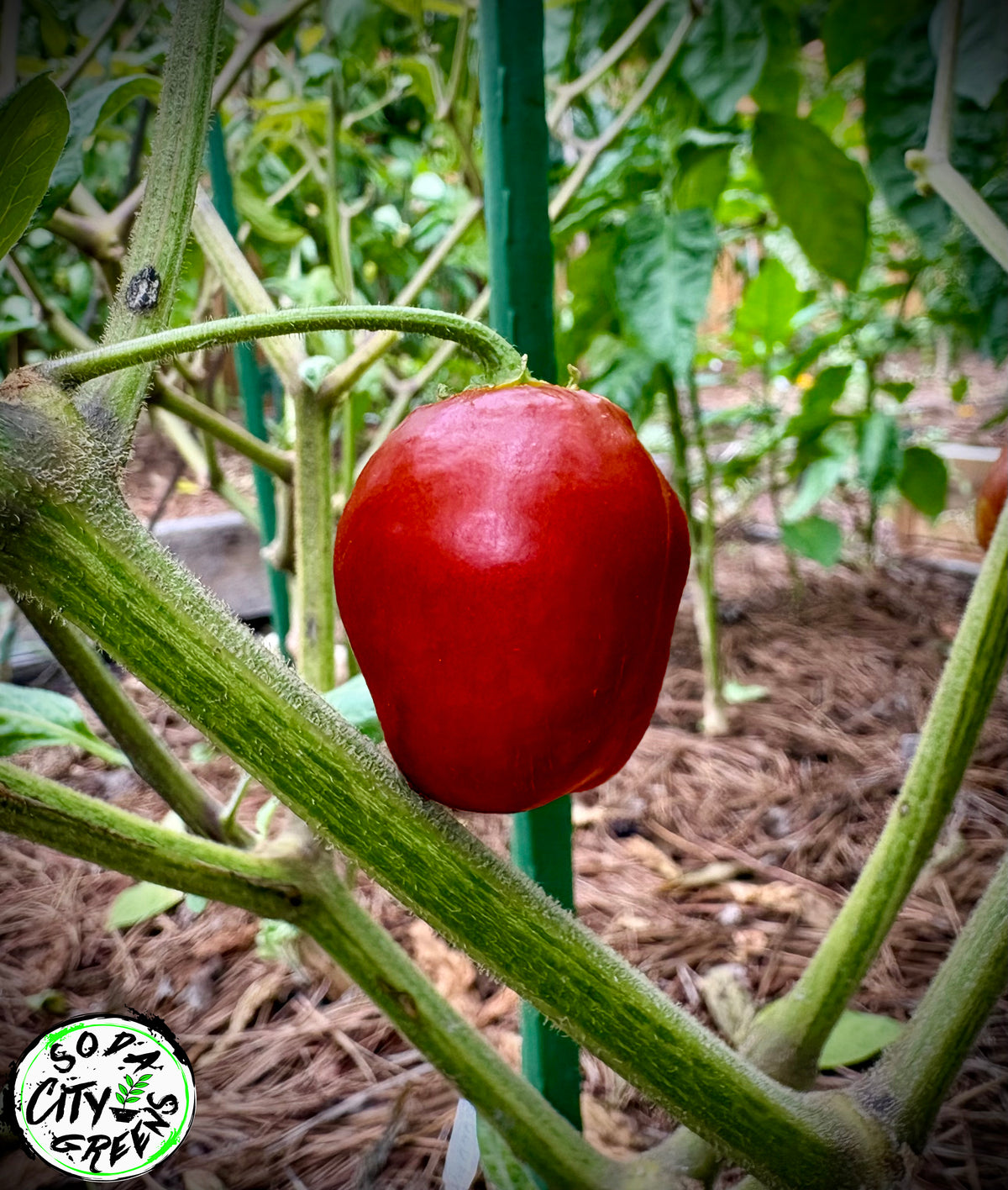 Rocoto Pepper Seeds