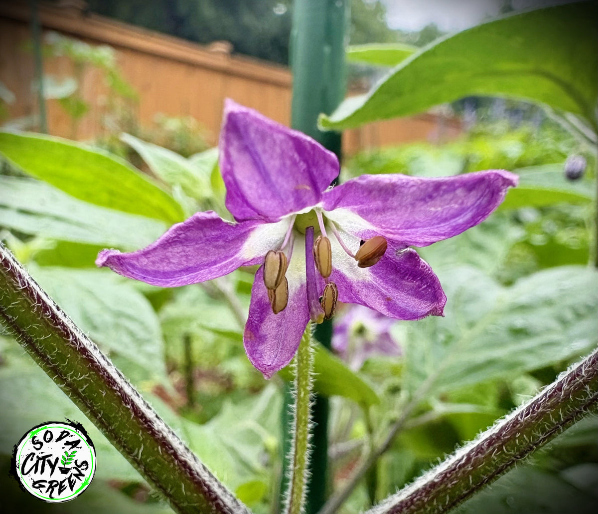 Rocoto Pepper Seeds