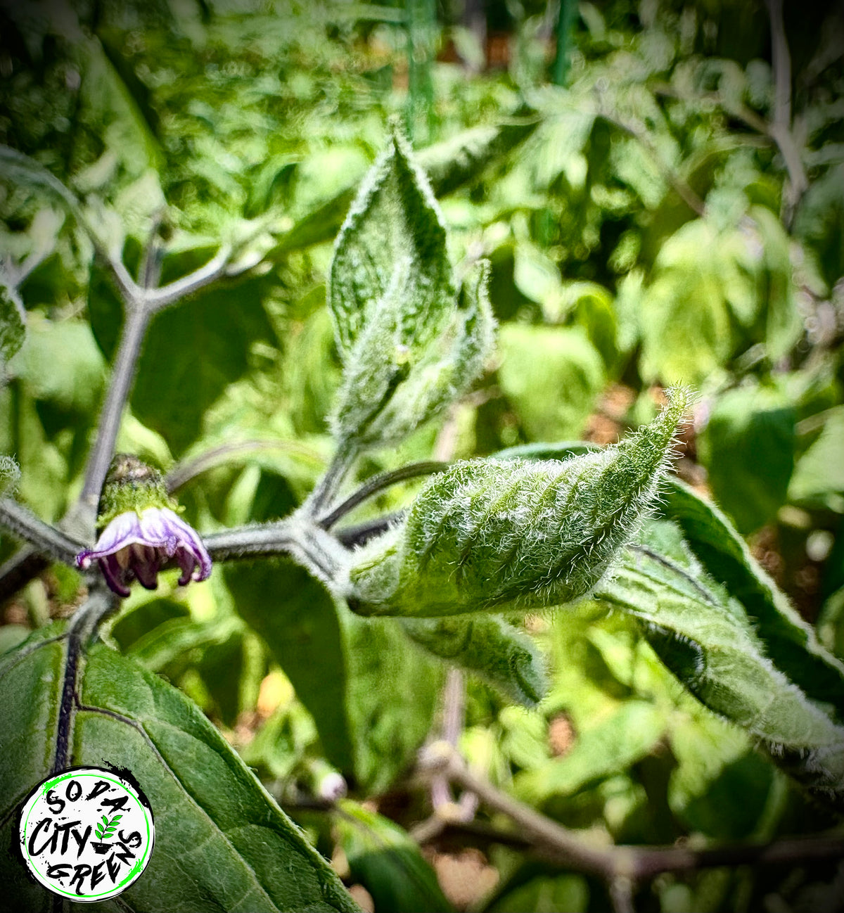 Rocoto Pepper Seeds