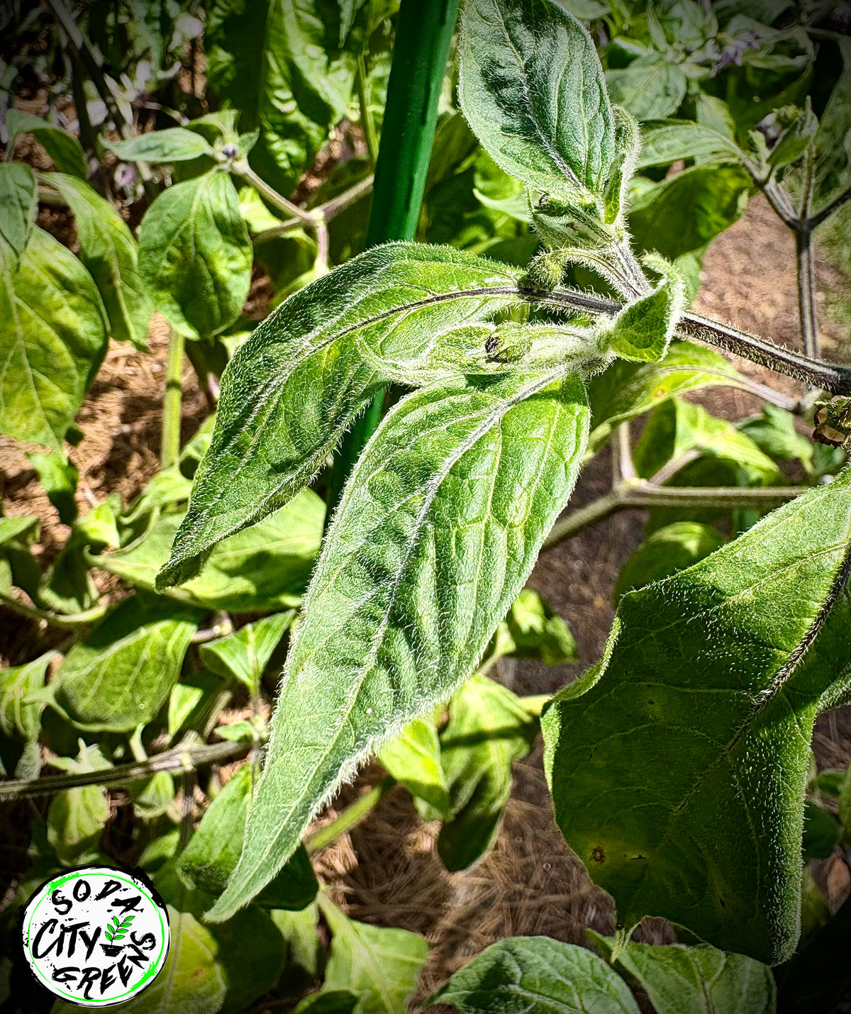 Rocoto Pepper Seeds