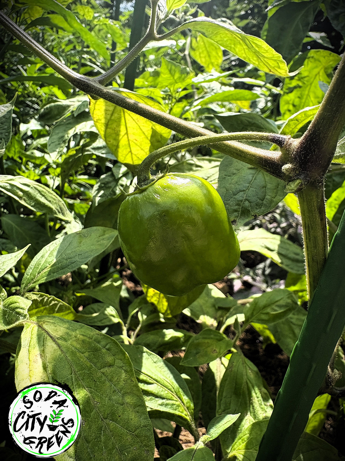 Rocoto Pepper Seeds