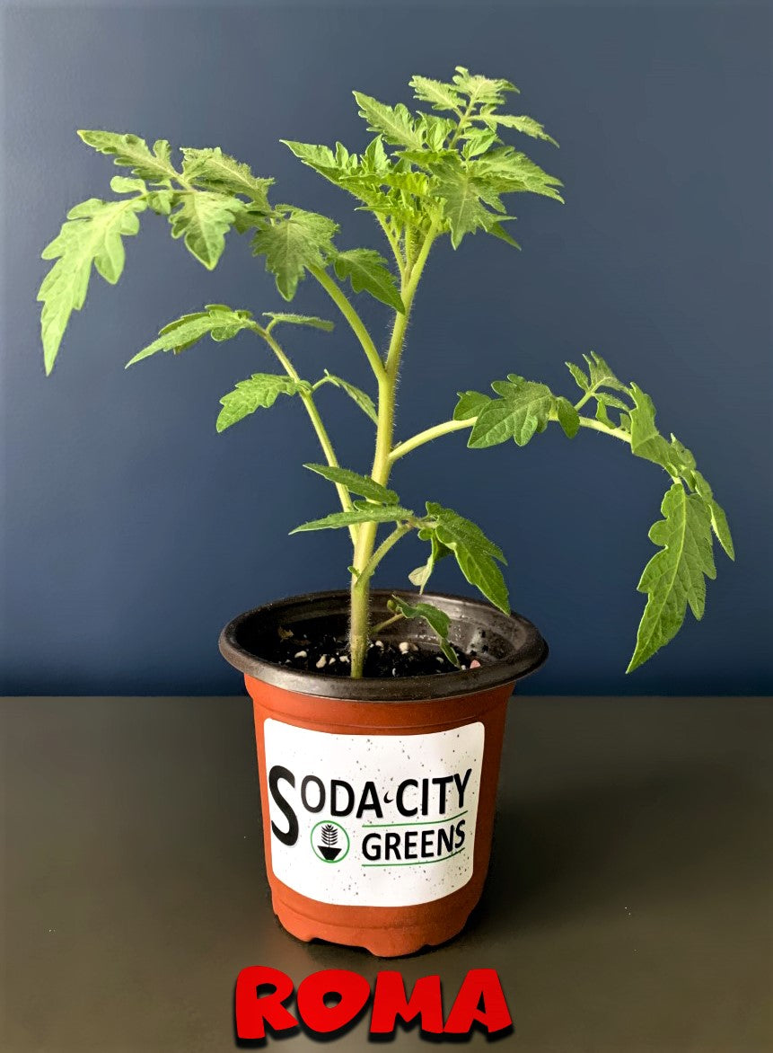 Roma Tomato Seeds