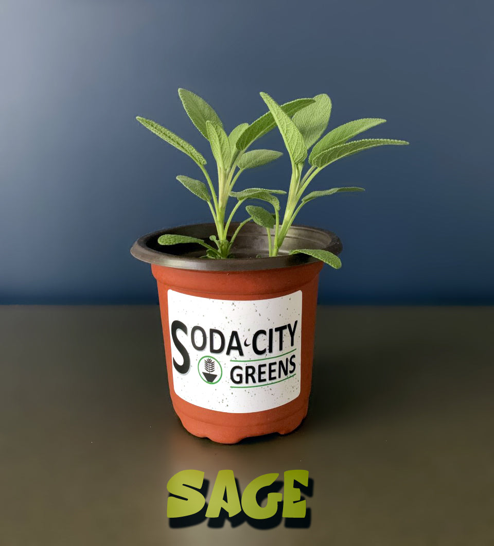 Sage Herb Live Plants