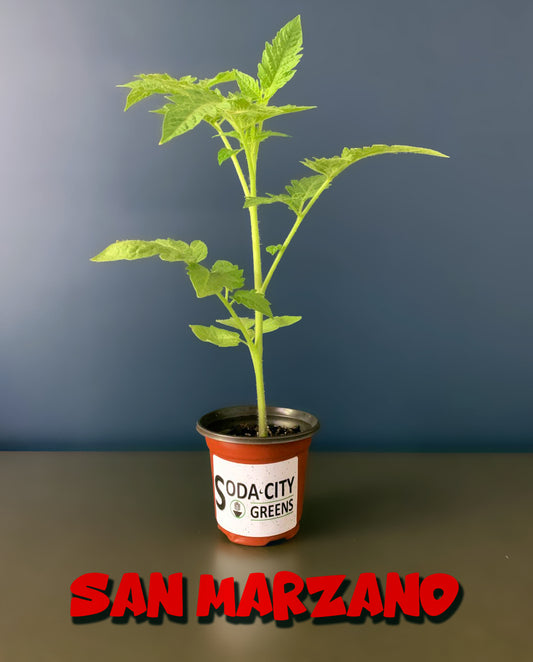 San Marzano Tomato Live Plants